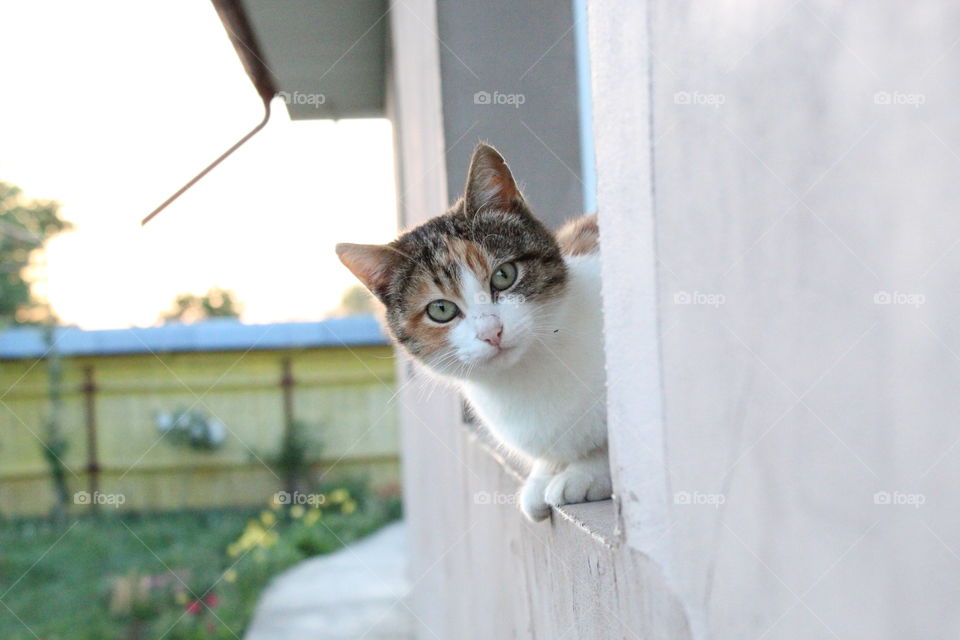 My cat that loves to play.