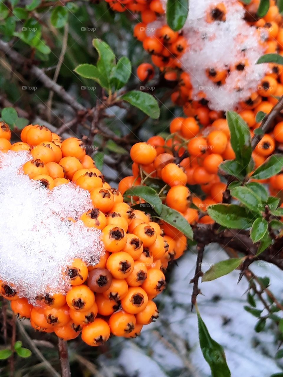 pop of color - snow on a bunch of orange firethorn berries