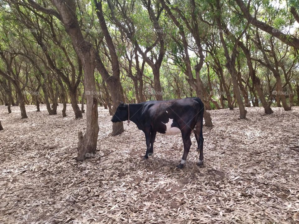 Cow and nature