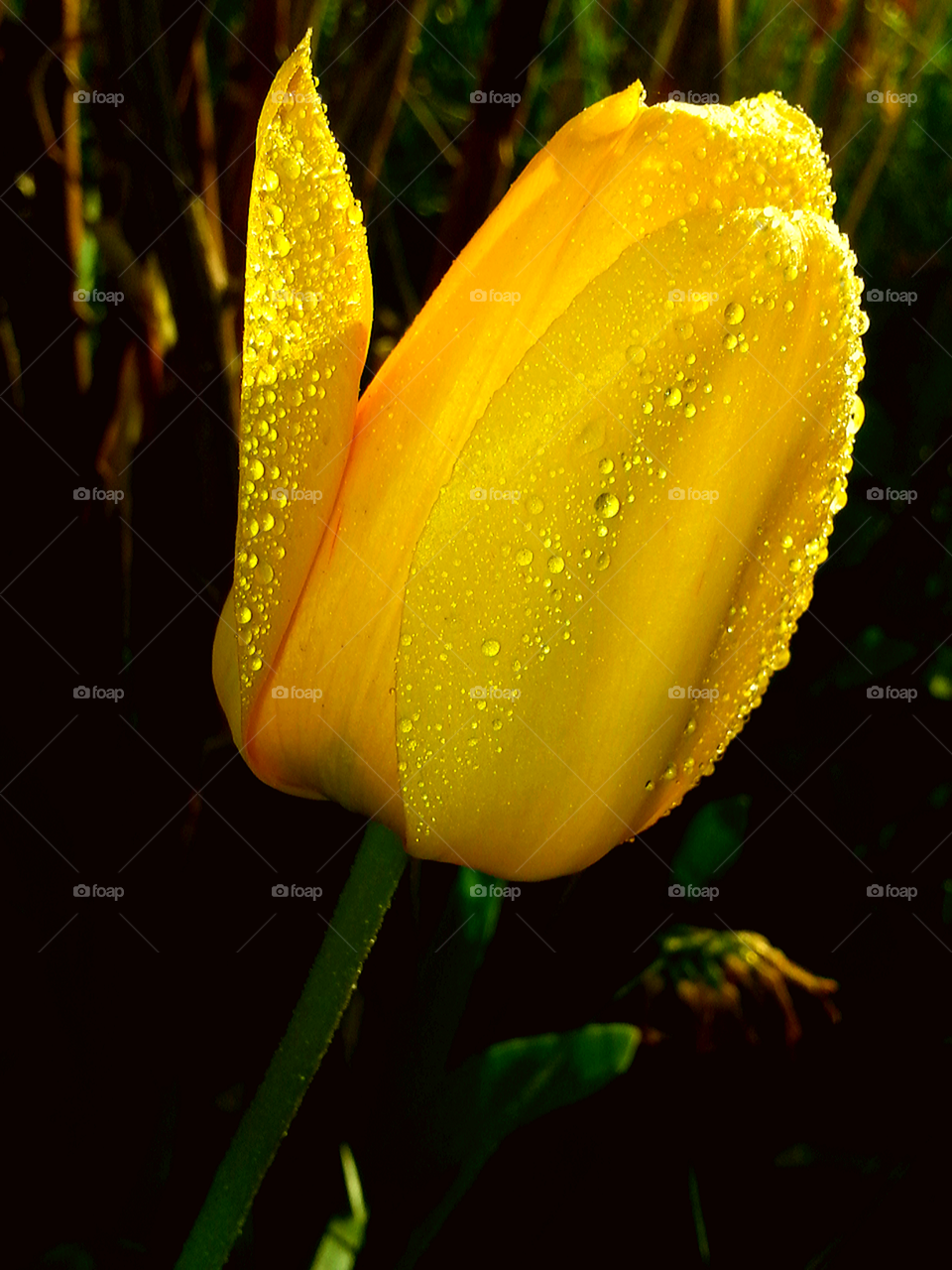 Burst of Yellow. Gorgeous tulip in my garden. Just enjoying the beauty around me.