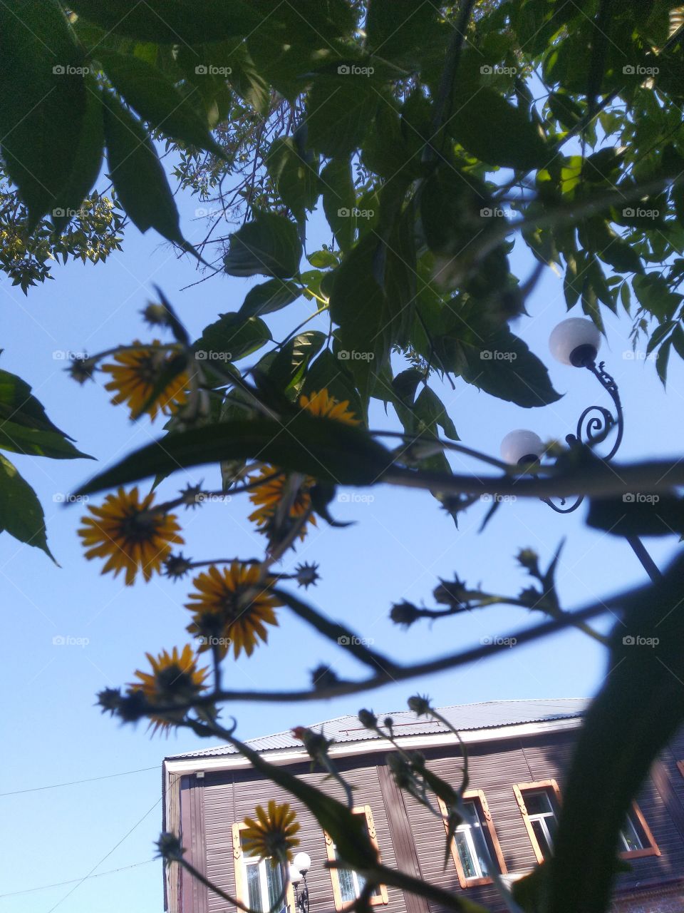 plant flowers yellow summer blue sky