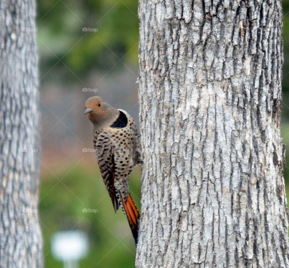 A northern flicker bird on tree trunk