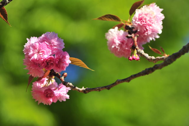 blooming