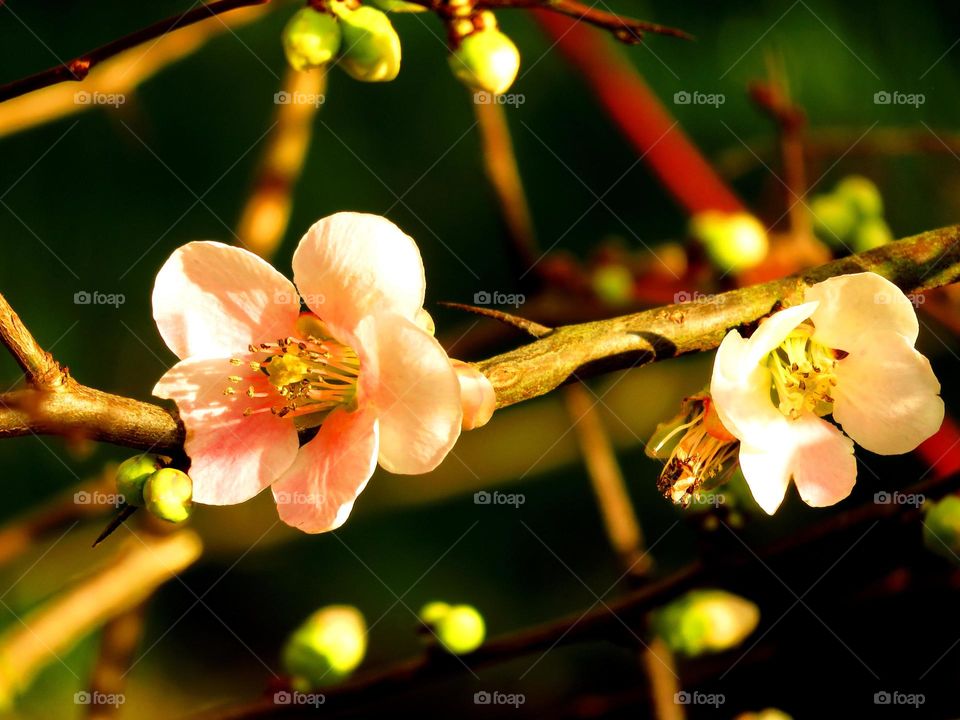 Japanese apple tree