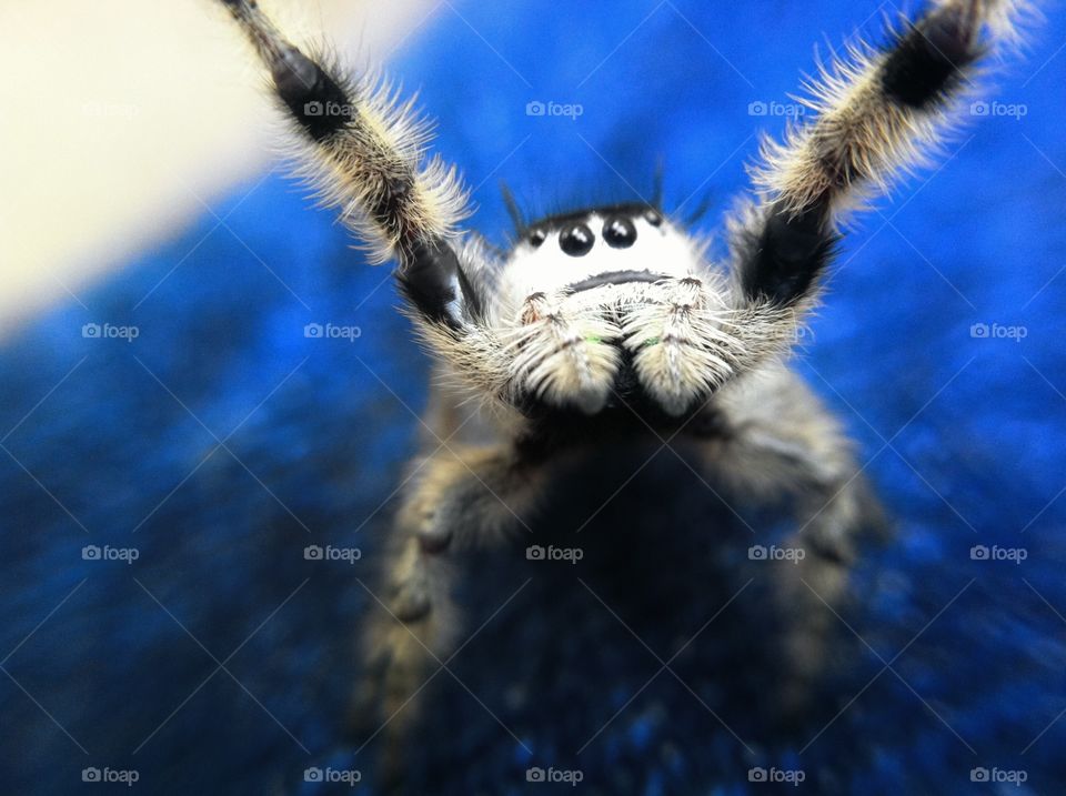 Jumping Spider Wants A Hug