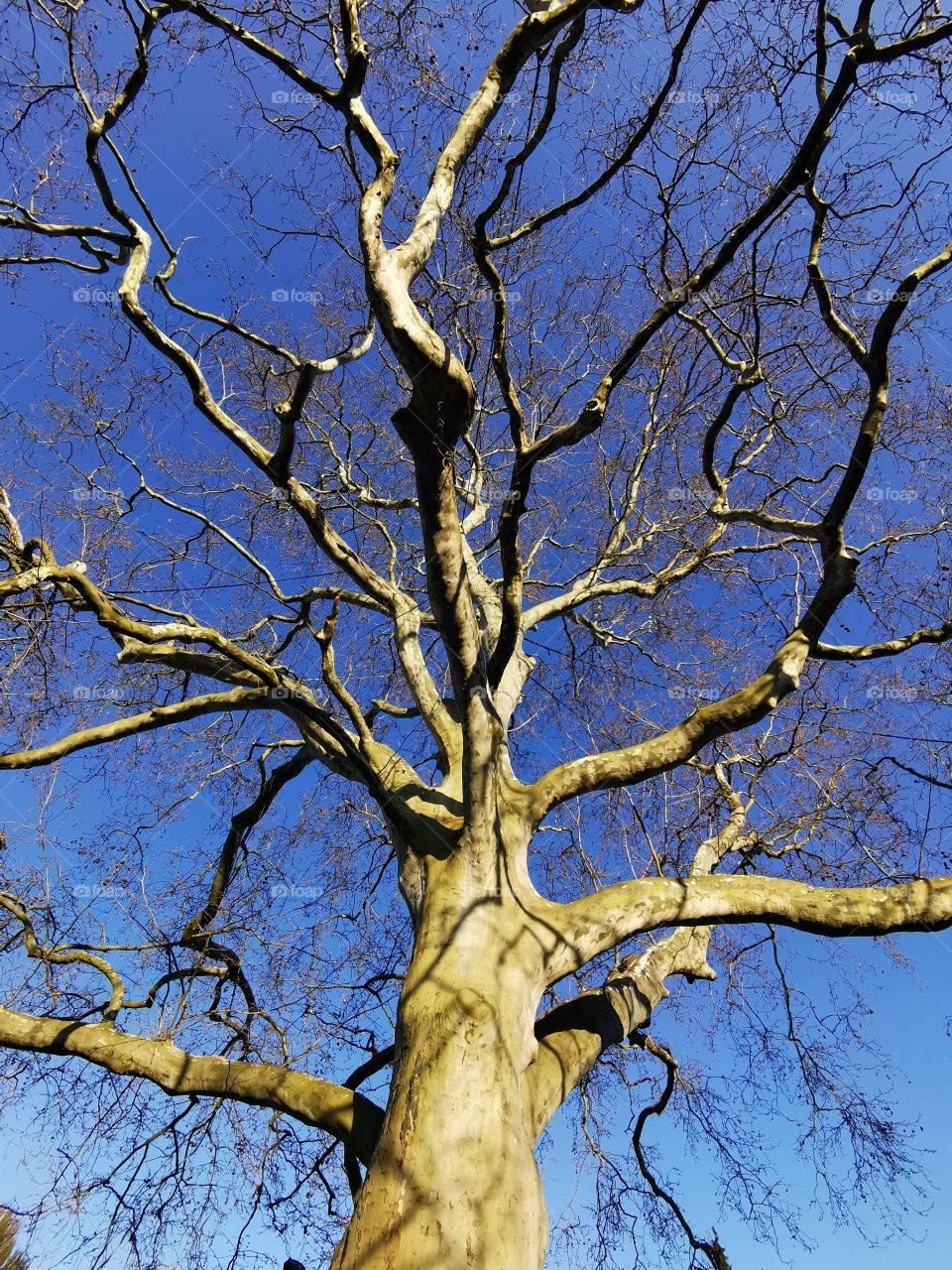 Plane tree in the sun