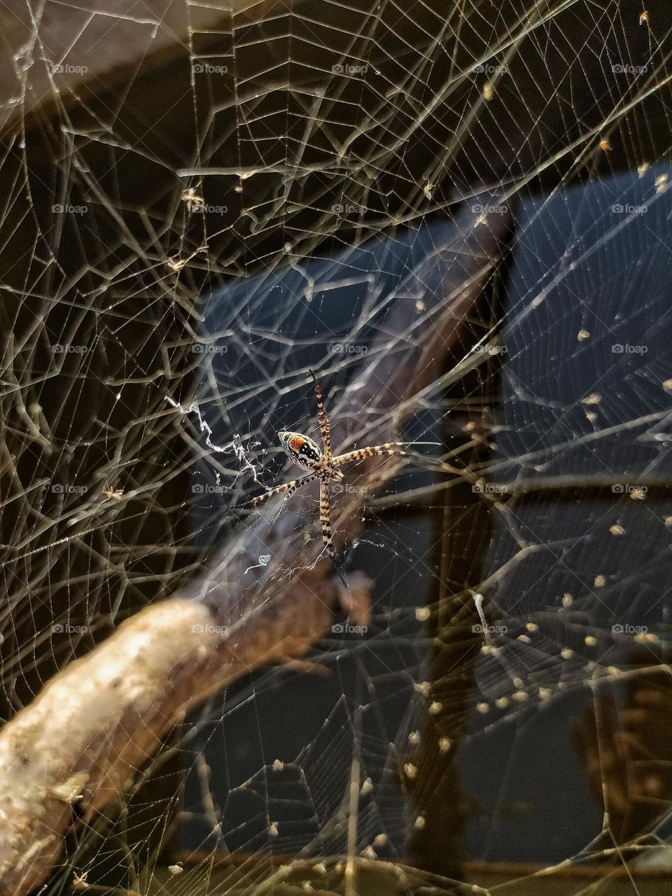 a colorful Spider 🕸️🕷️