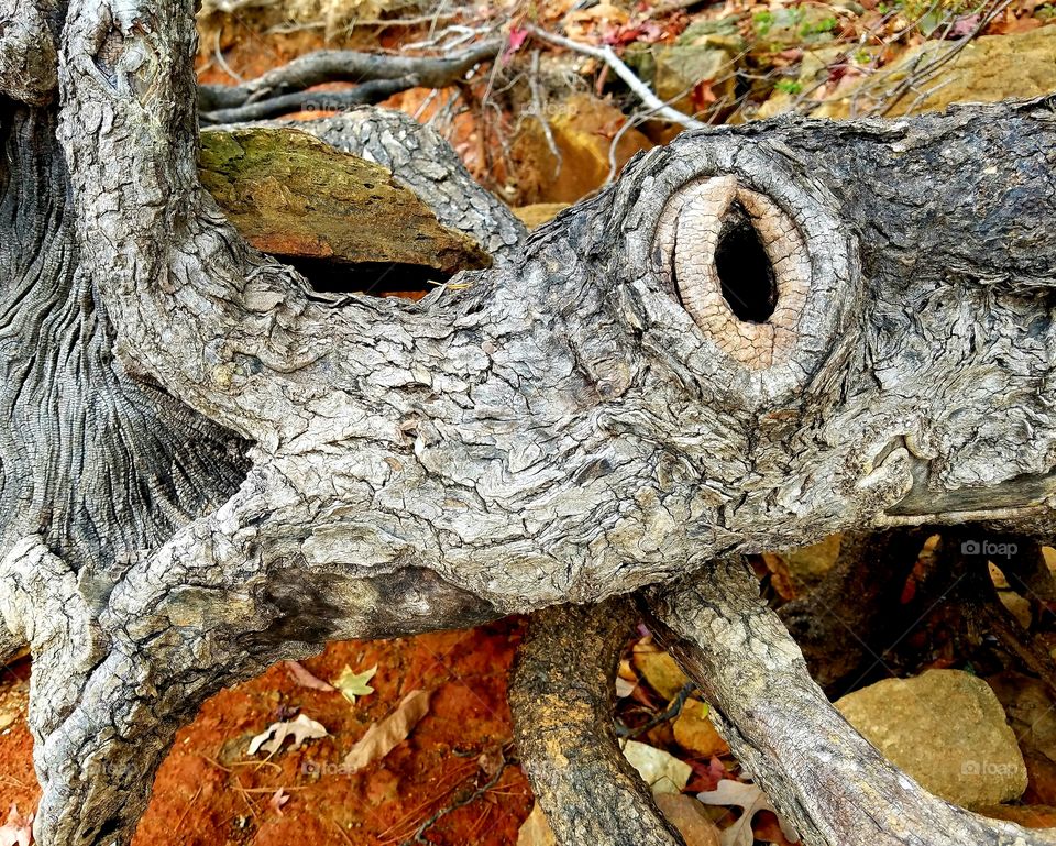 driftwood on the shore.