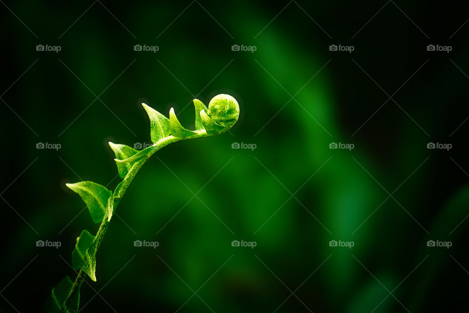 Close-up of green leaf