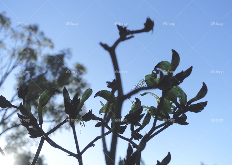 Blue sky and Australian wildflower called black kangaroo paw.