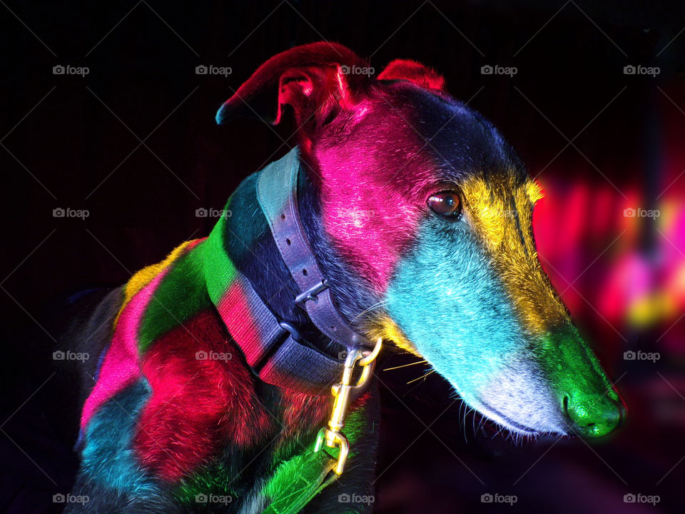 Greyhound lit by stained glass window