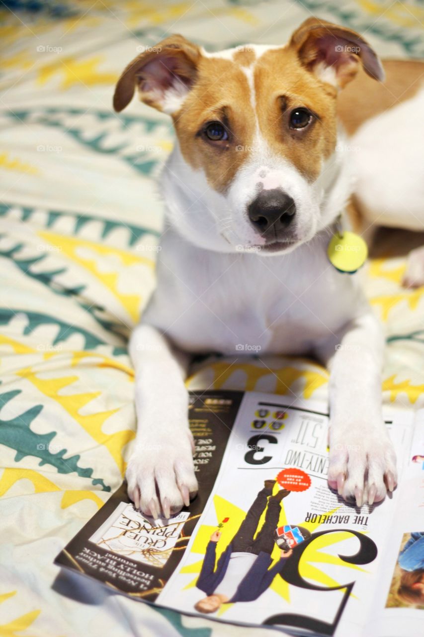Puppy reading magazine. 