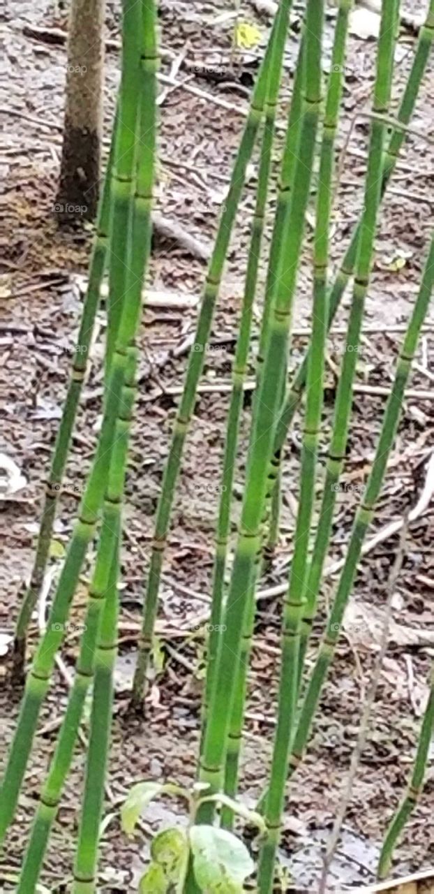 Close up of glowing  green bamboo stalks
