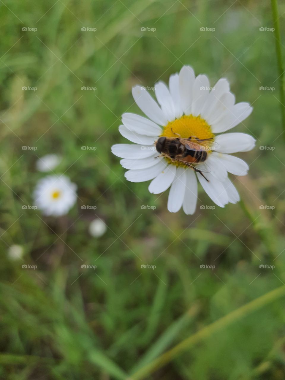 Kleine Keilfleckschwebfliege