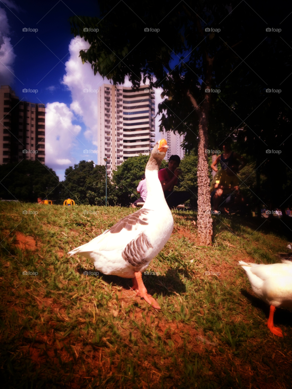 park goose goiânia by doras