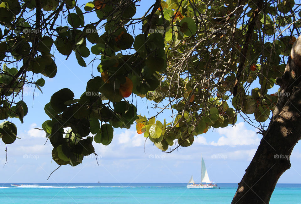 caribbean view