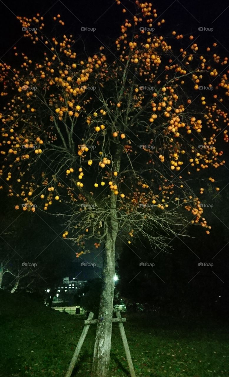 Caqui tree at night...