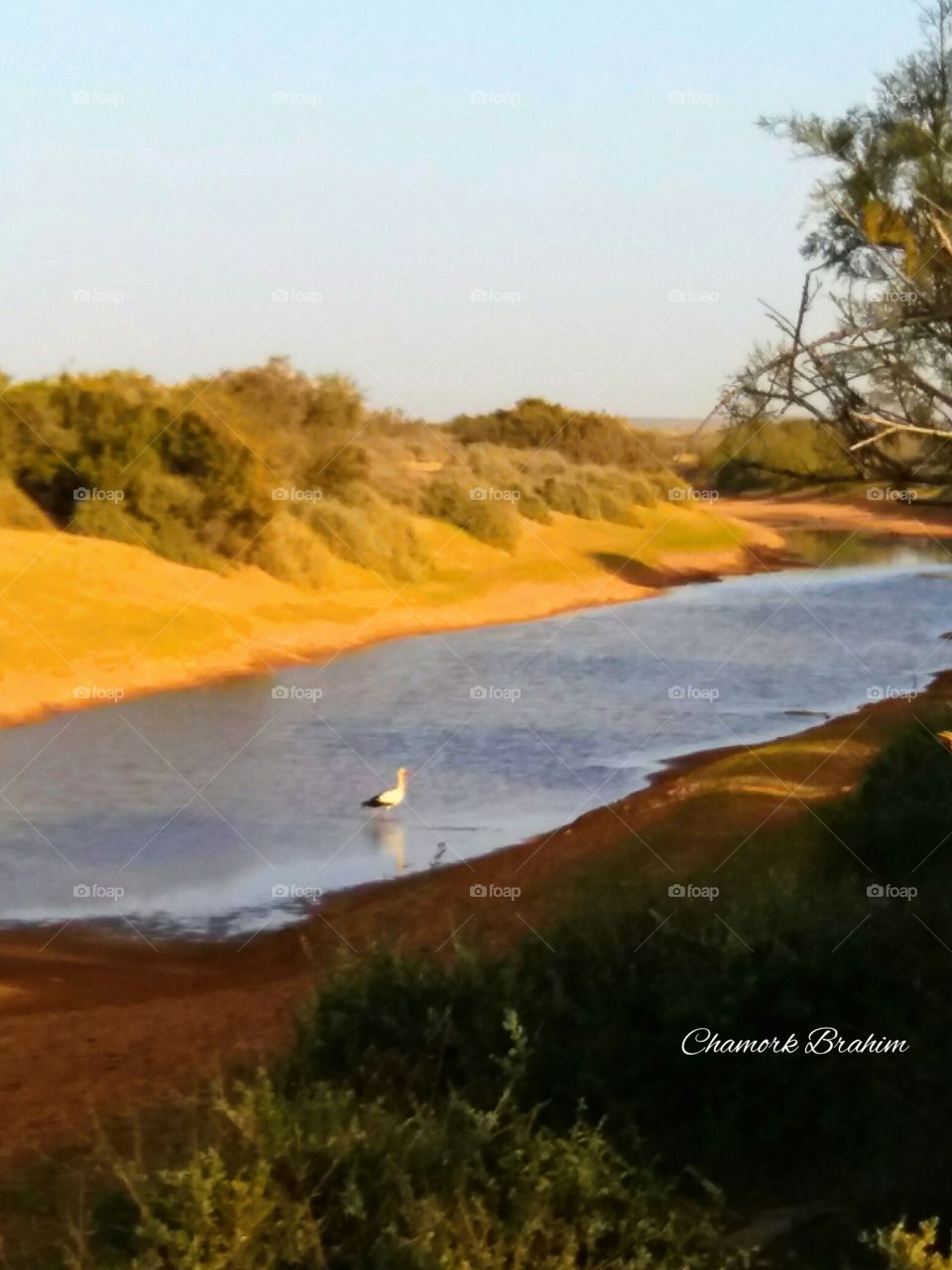 We spent good moments on the side of this beautiful river in the region of Guelmim.It is sooo amazing to see a beautiful bird gull on water.