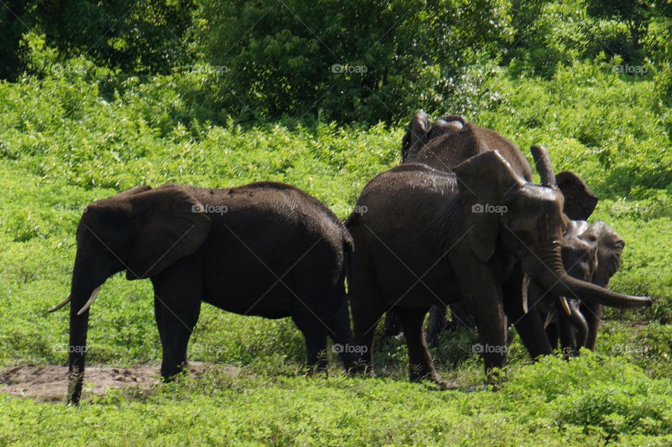 Elephants playing