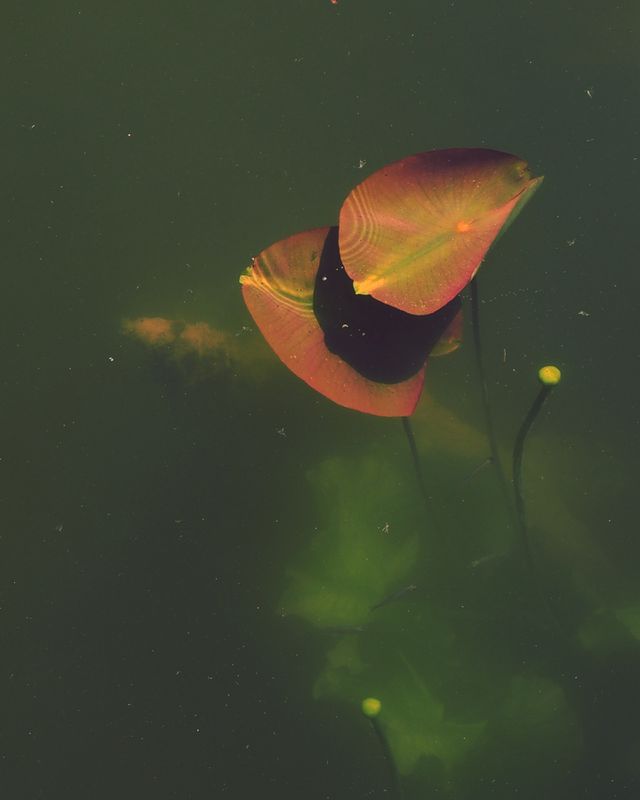 Underwater plant 