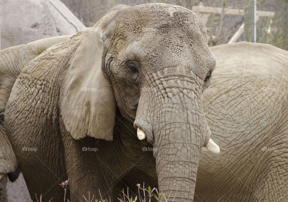 Textures of an Elephant