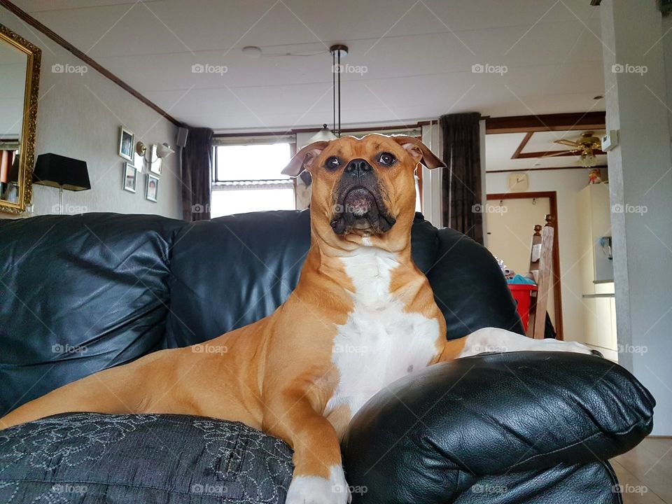 Meet Jazz, She's rules the house from her sofa throne.