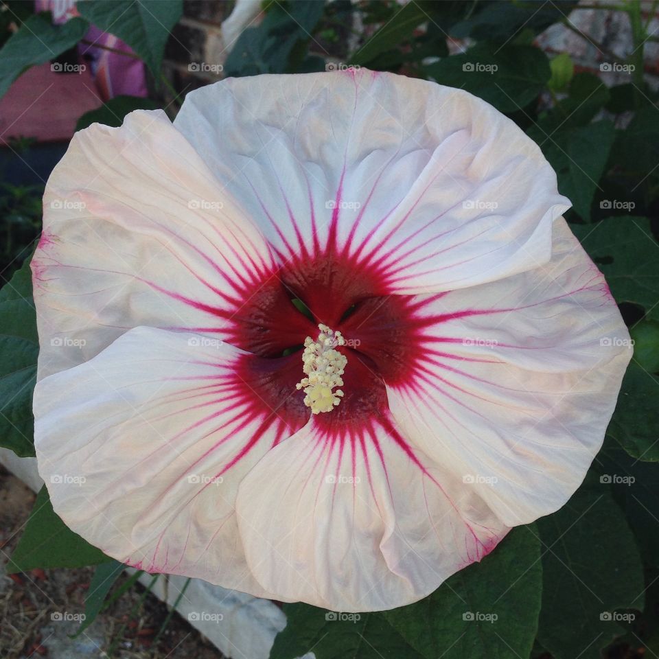 Perennial Hibiscus