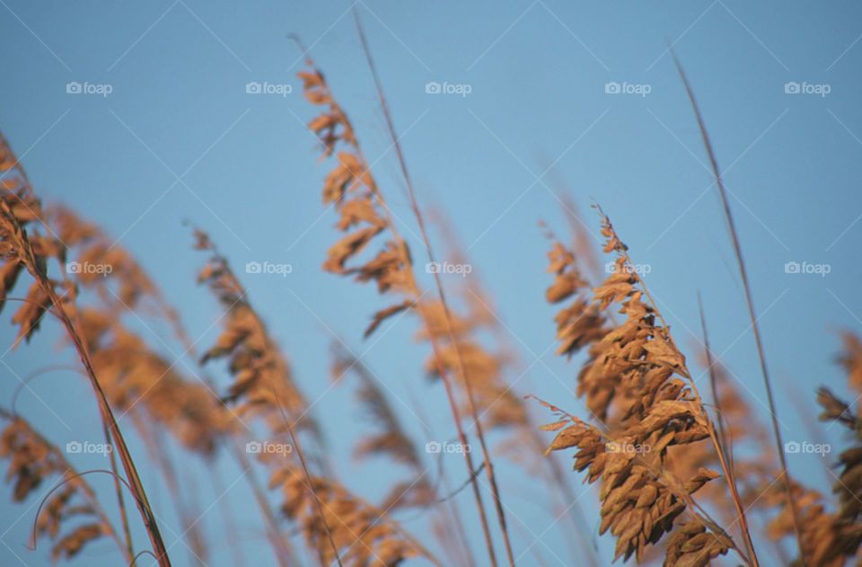 American Beach Grass 