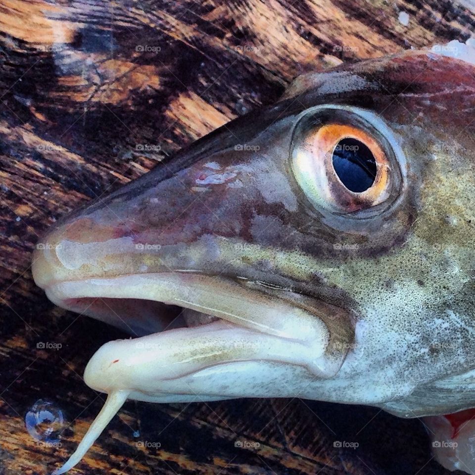 Cod head