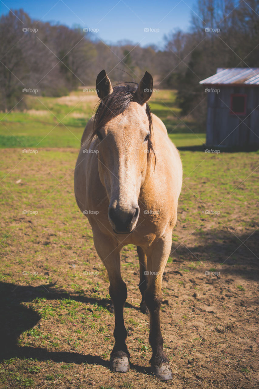 Tan Horse Standing in Pasture