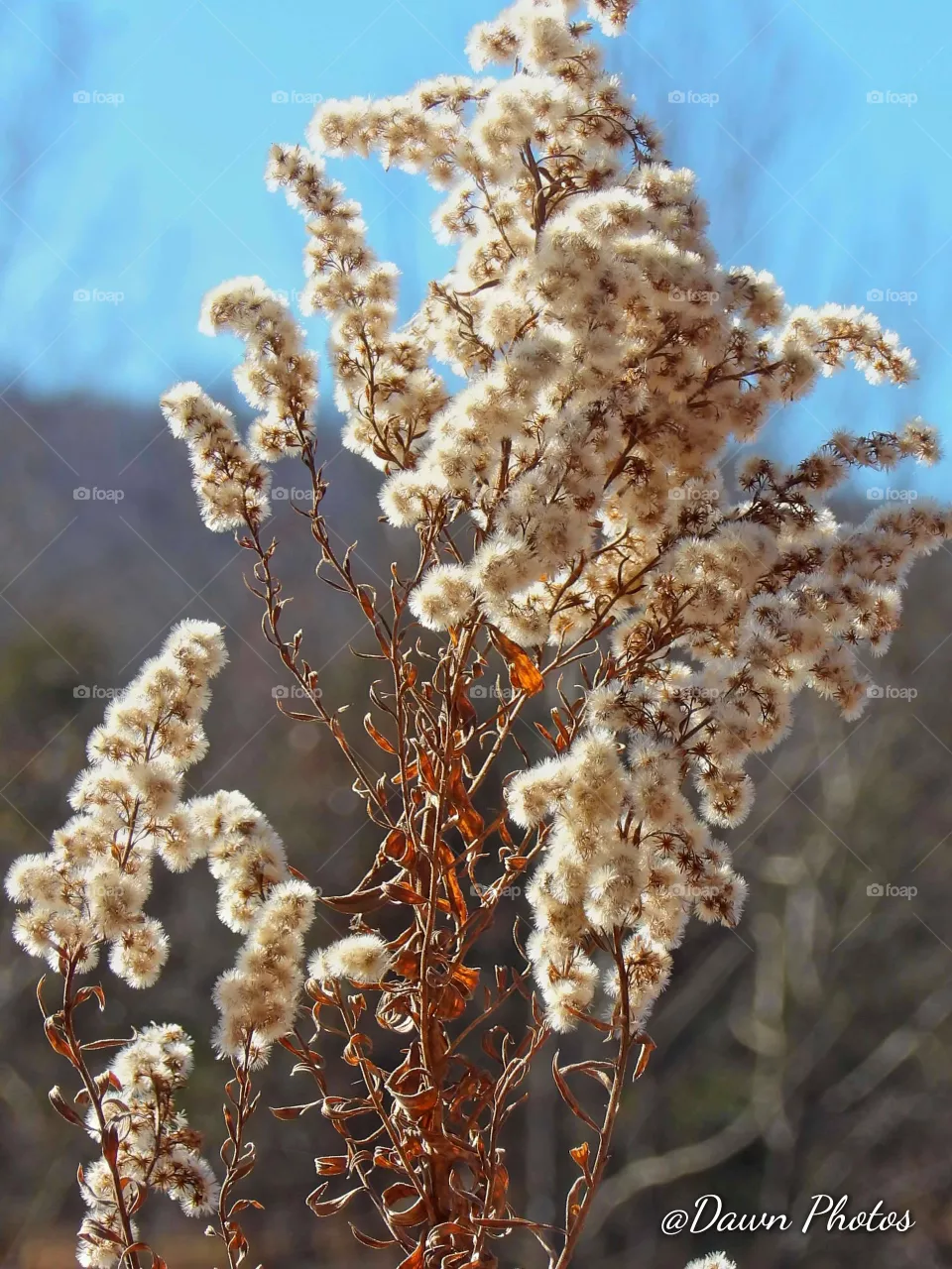 Brown Cotten