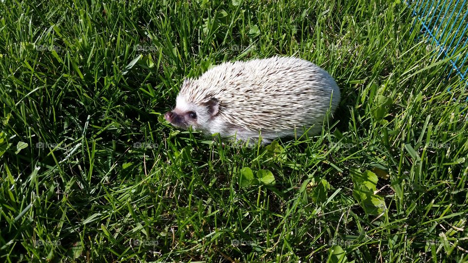 Hedgie in the Sun