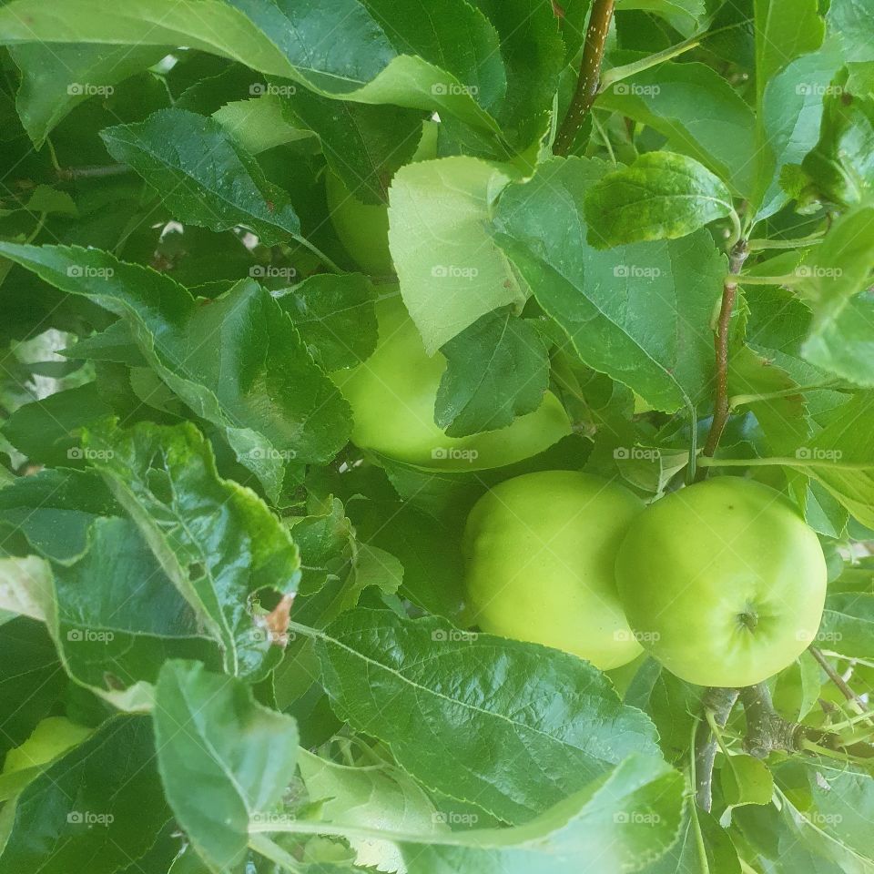 Green apples on the apple tree in the Dutch front garden.
