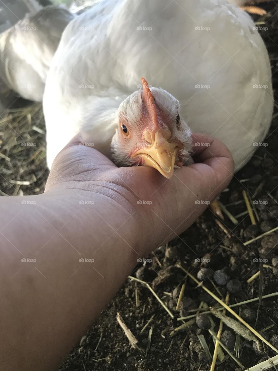 Petting a curious and attentive Cornish Cross broiler hen.