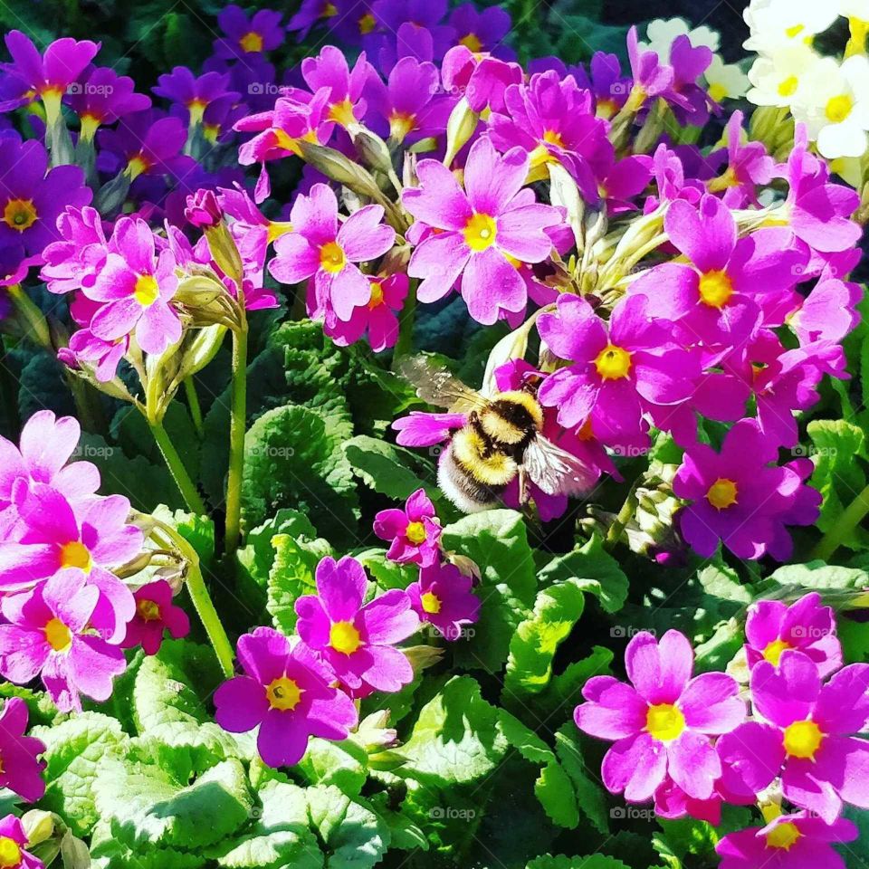 Spring flowers and a bee