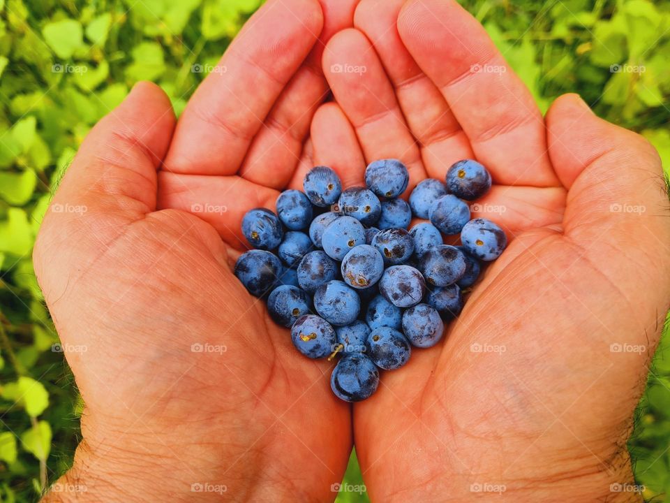 purple blueberries between male hands