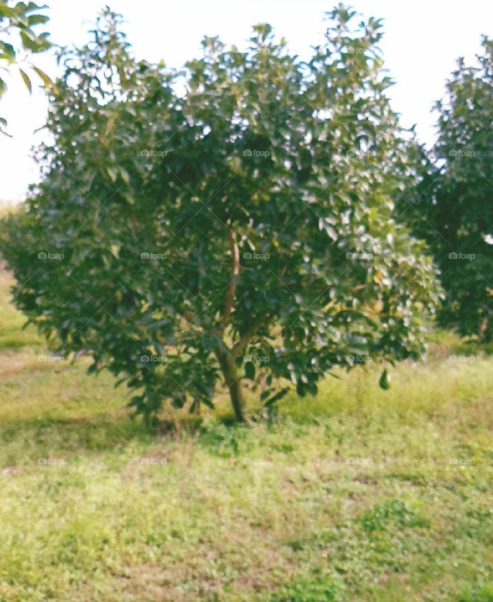 avocado grove