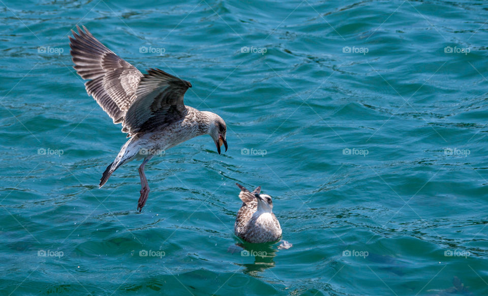 Bird bringing food to its mate