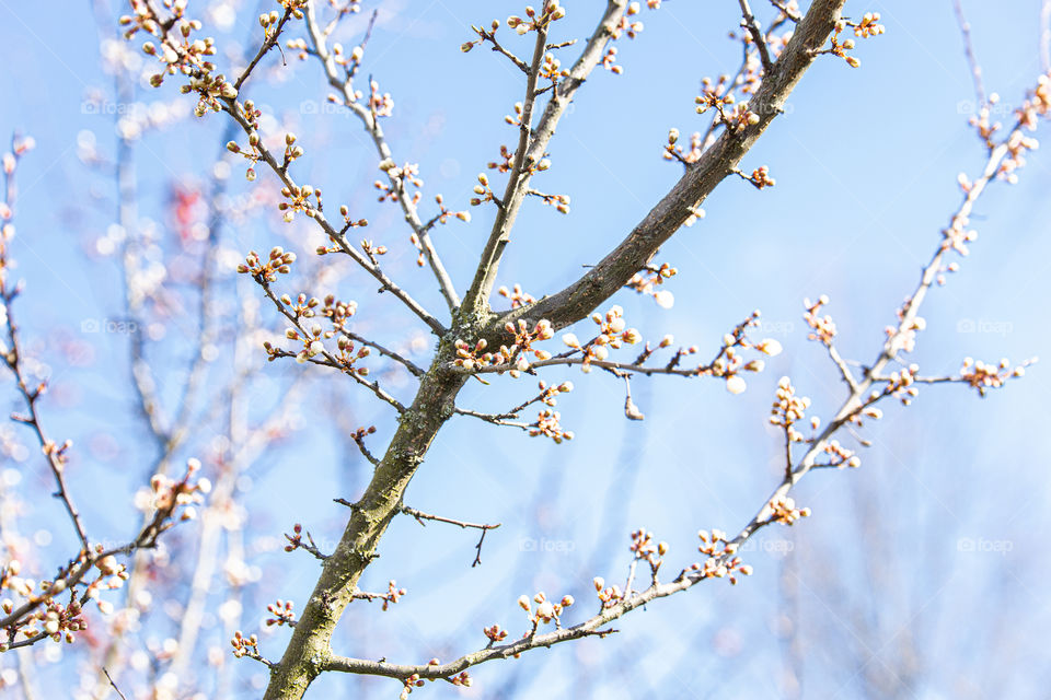 pink buds of a tree in spring