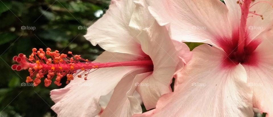pink Hibiscus