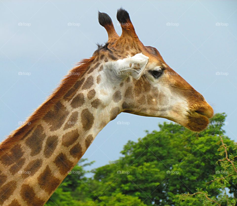 girafa zôo de Brasília