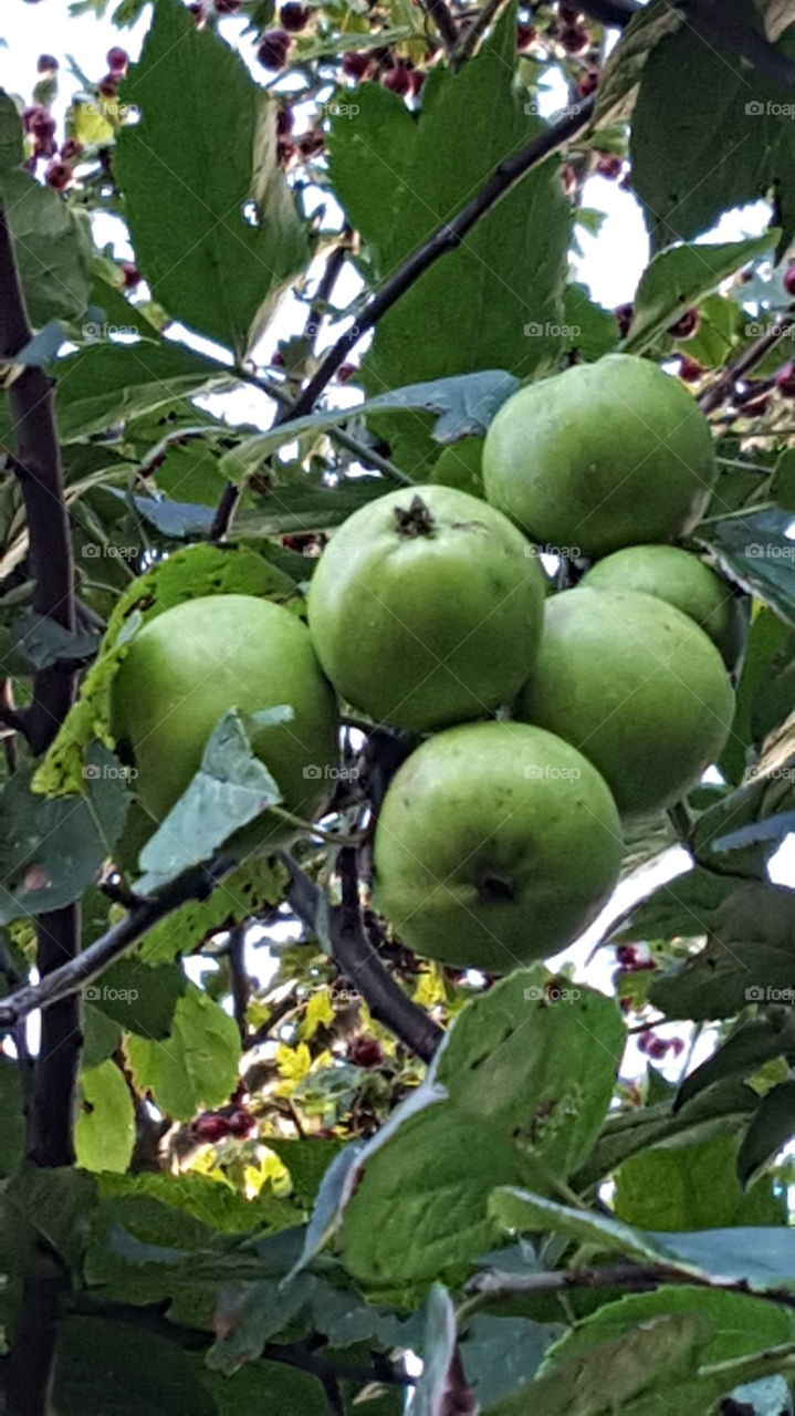 wild apples