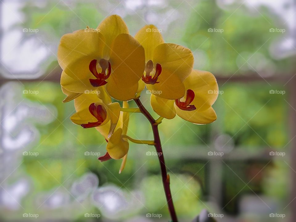 Window Orchid