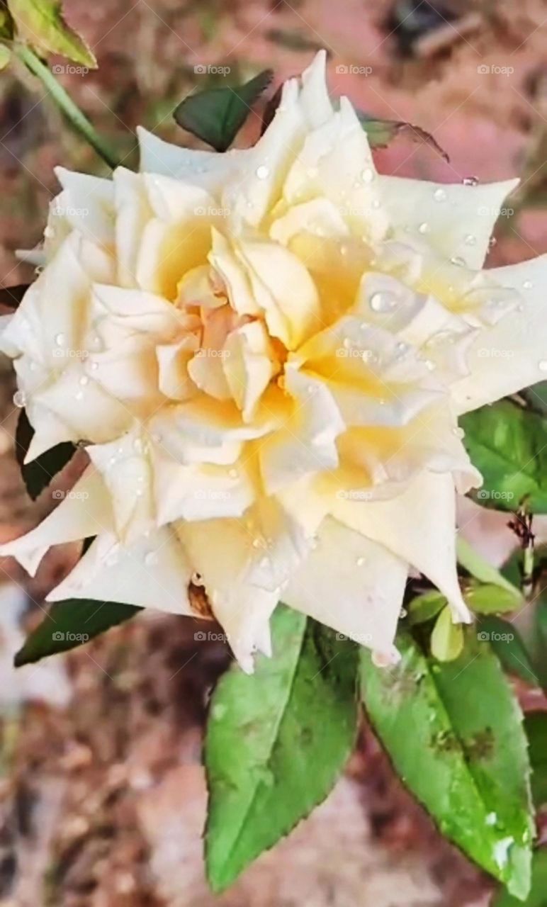 A cute white flower