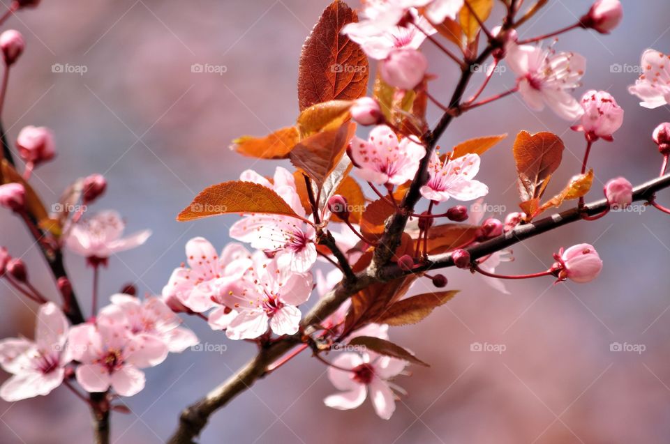 Flower, Branch, Cherry, Tree, Nature