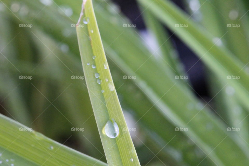 water drop