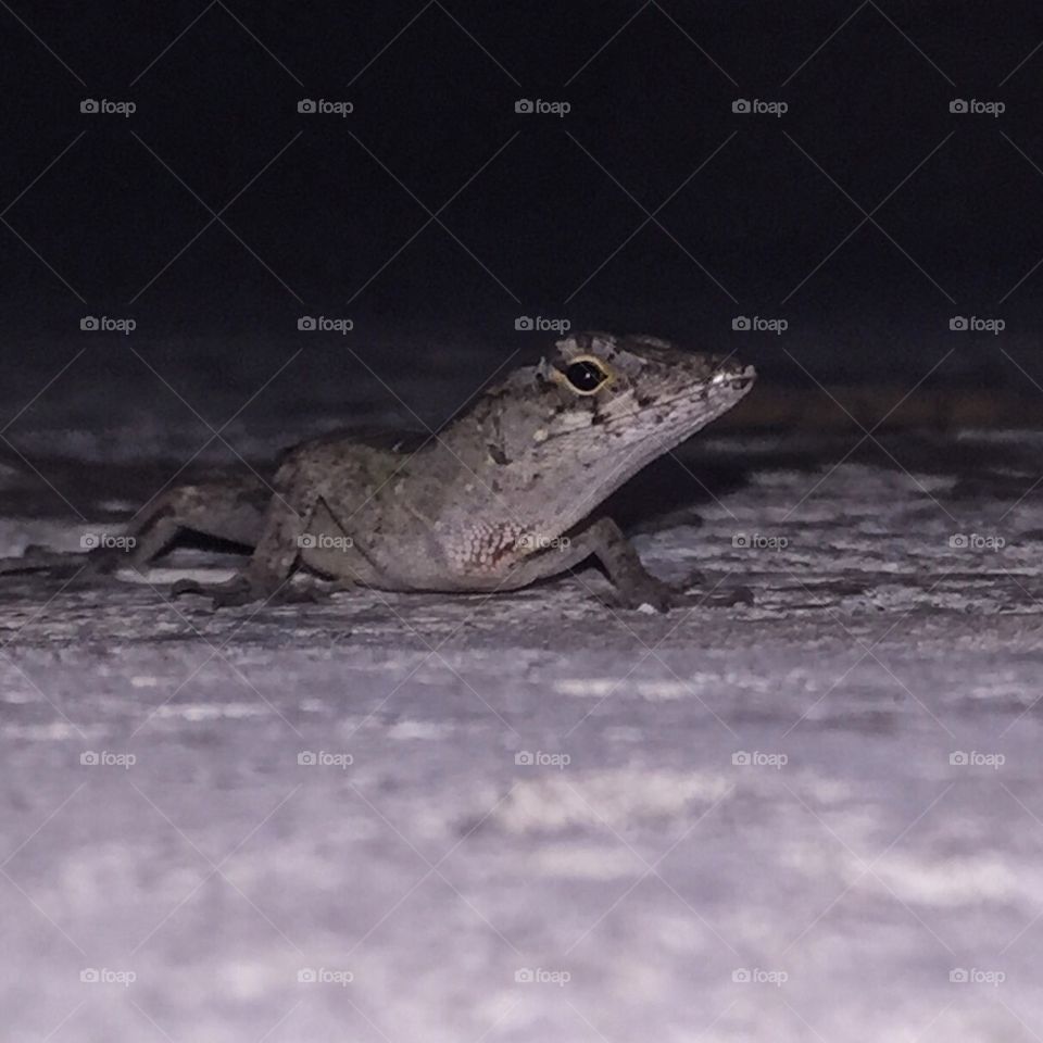 Florida Lizard. Lizard stalking me. 