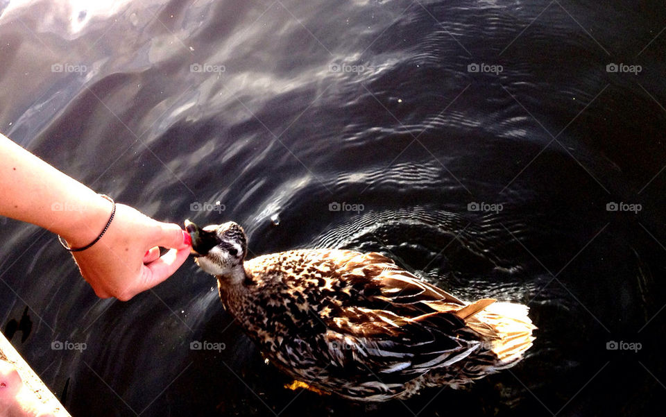 stockholm summer water duck by matsvart