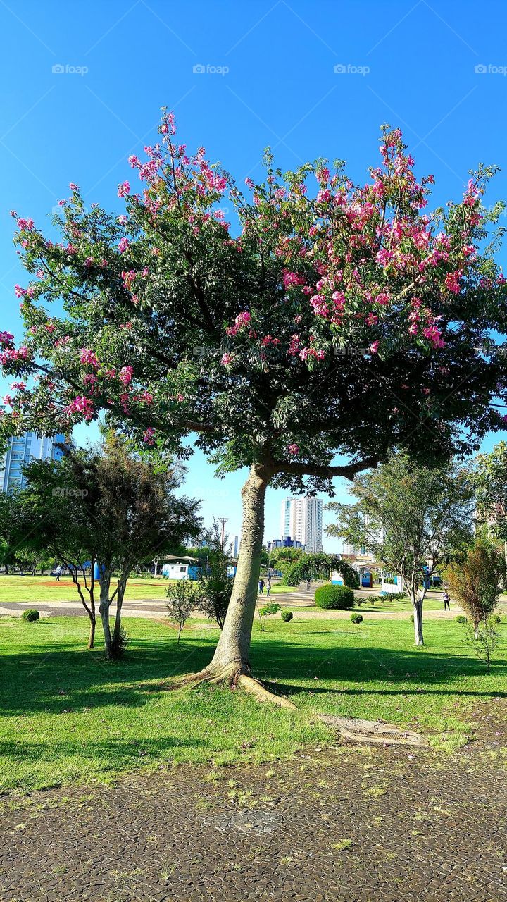 Quem resiste uma árvore frondosa e florida no meio da praça? Lindeza!