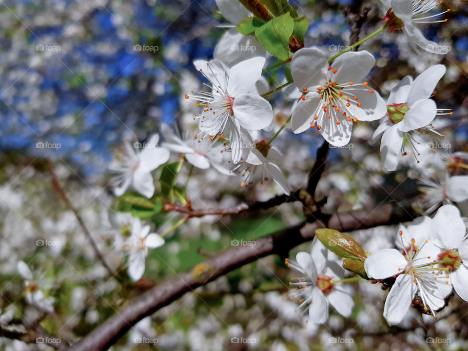 Flowers on a plum mirabelle tree in the spring on a sunny day
